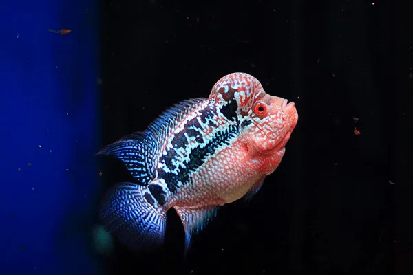 Các dòng cá la hán