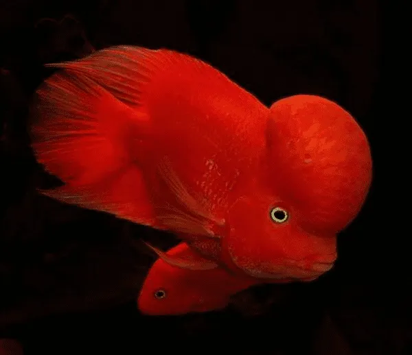 Các dòng cá la hán