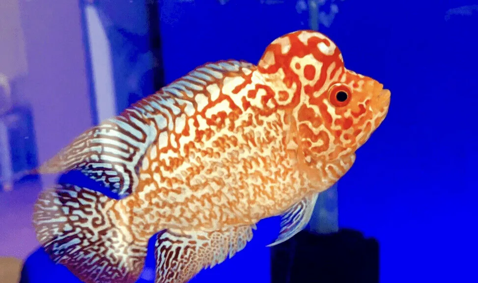 Các dòng cá la hán