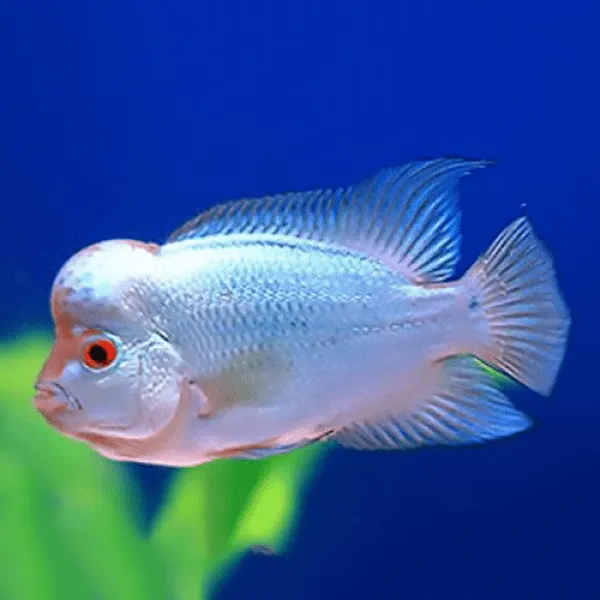 Các dòng cá la hán