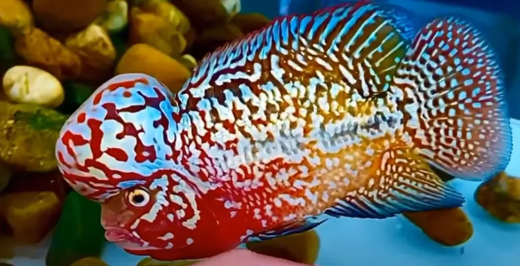 Các dòng cá la hán