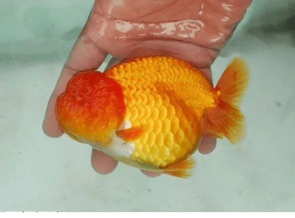 Các dòng cá ranchu