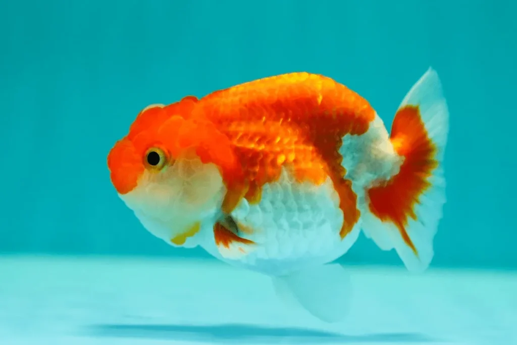 Các dòng cá ranchu