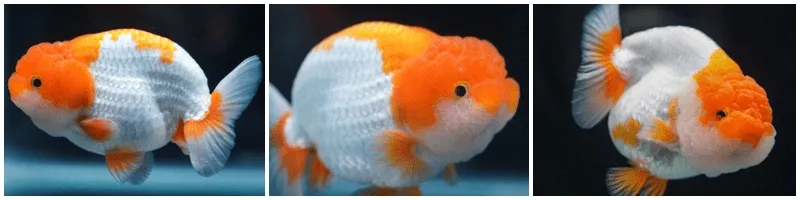 Các dòng cá ranchu