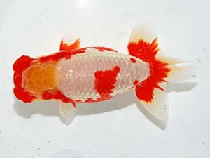 Các dòng cá ranchu