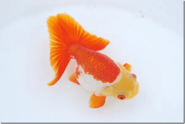 Các dòng cá ranchu