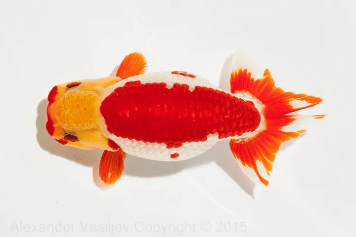 Các dòng cá ranchu