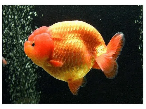 Các dòng cá ranchu