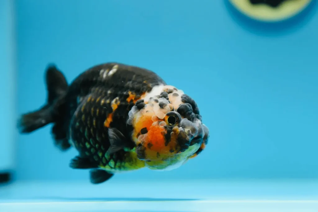 Các dòng cá ranchu