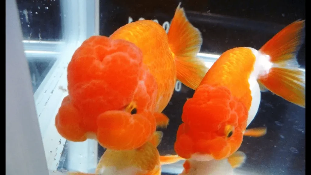 Các dòng cá ranchu