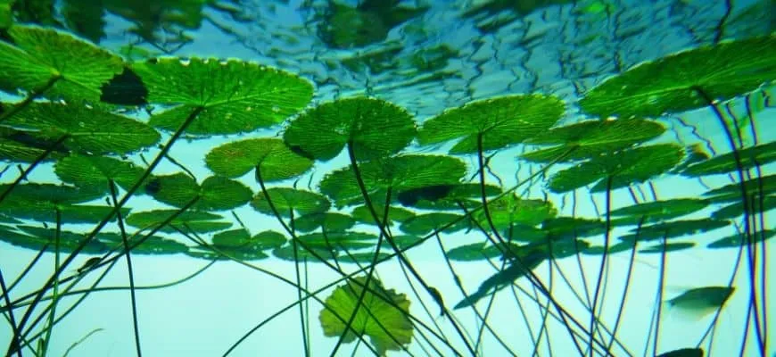 Cách trồng hoa súng thủy sinh