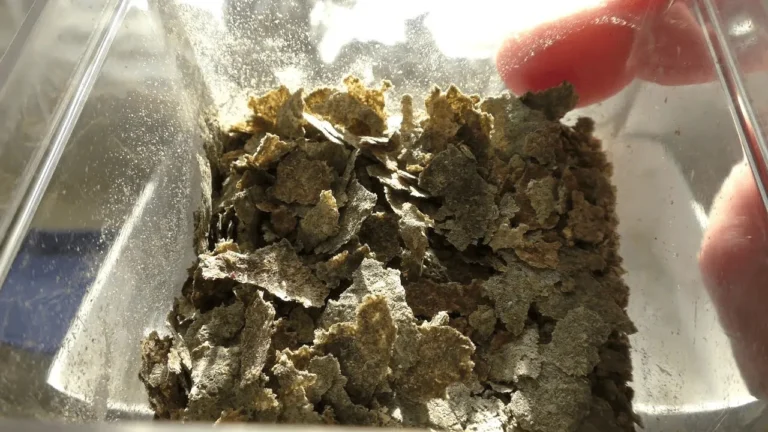 Cách làm đồ ăn cho cá cảnh