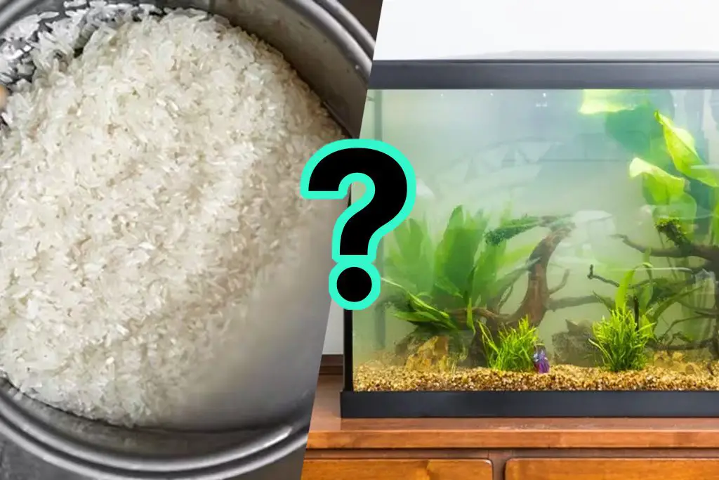 Có nên cho nước vo gạo vào bể cá