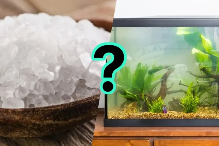 Có nên cho phèn chua vào bể cá không?