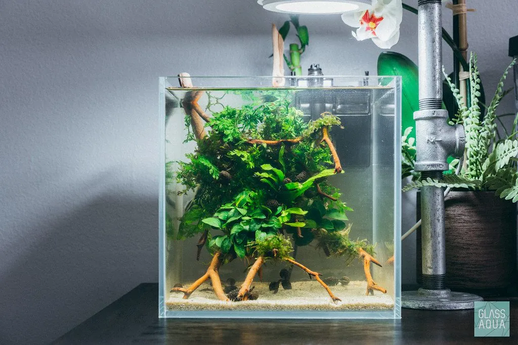 Cách setup bể cá mini