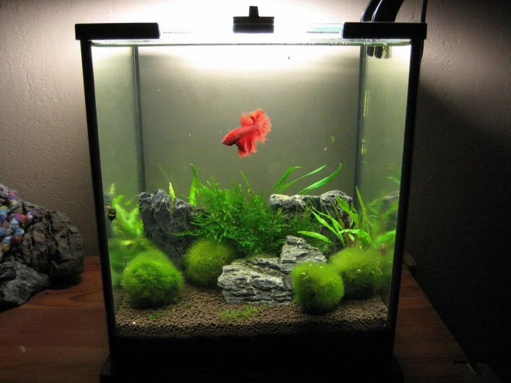 Cách setup bể cá mini