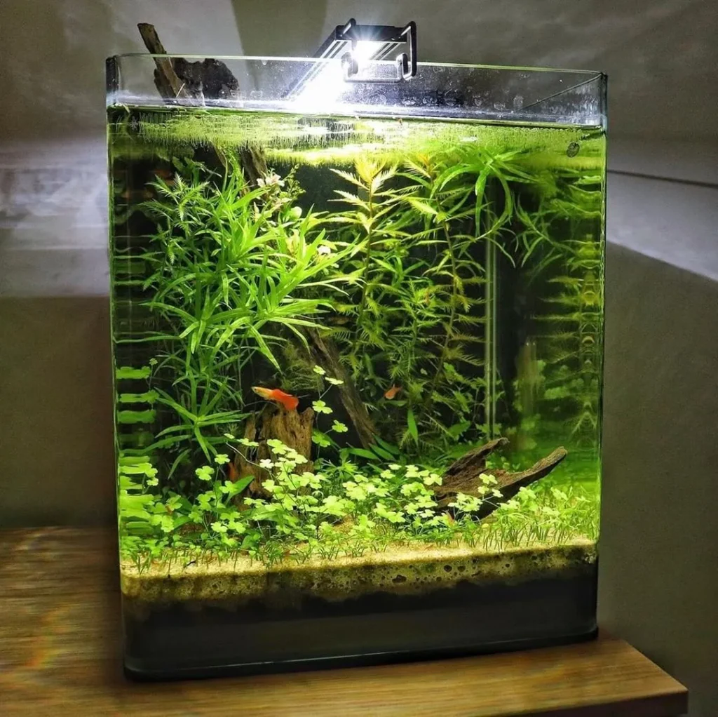 Cách setup bể cá mini
