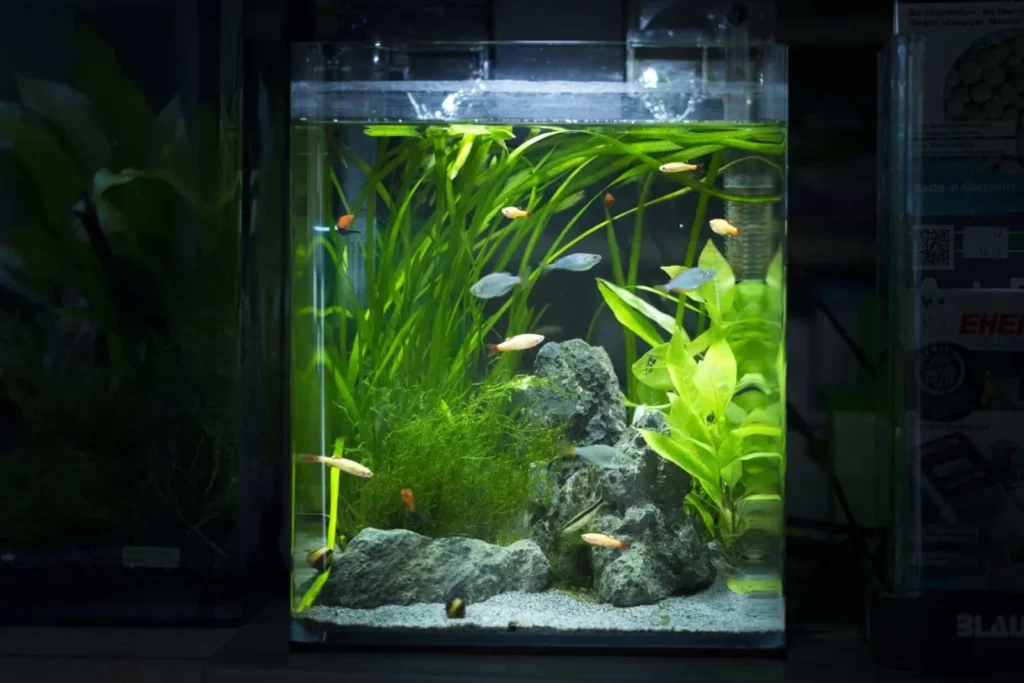 Cách setup bể cá mini