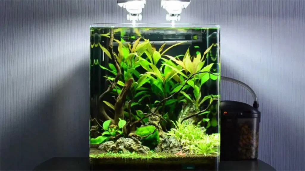 Cách setup bể cá mini