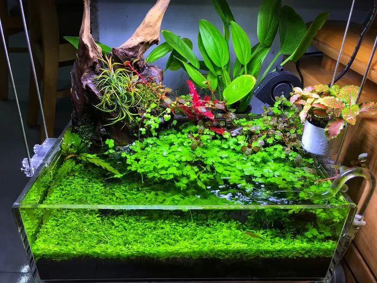 Cách setup bể thủy sinh bán cạn