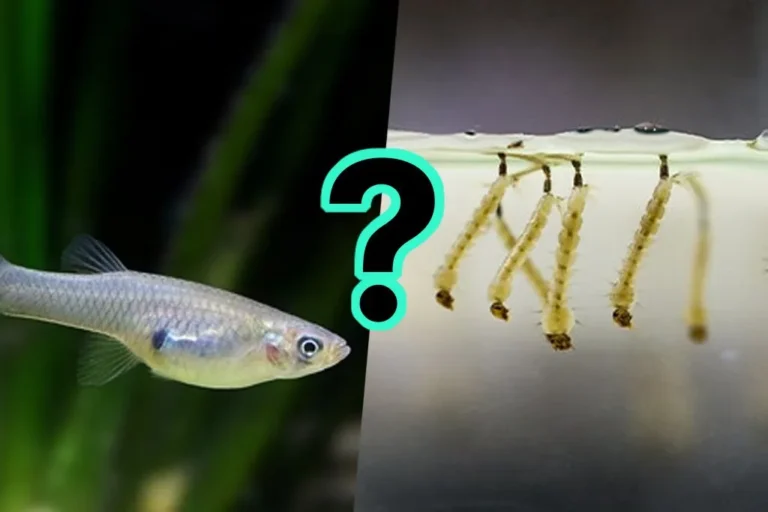 Nuôi cá có muỗi không?