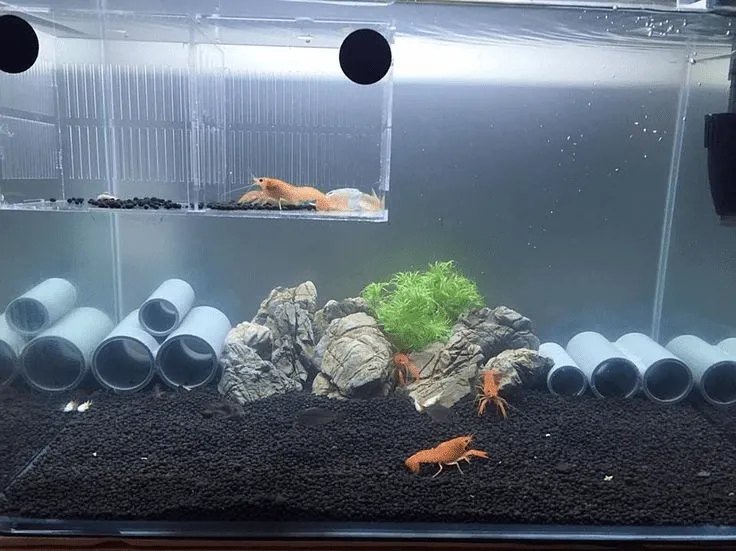 Cách setup bể nuôi tôm cảnh