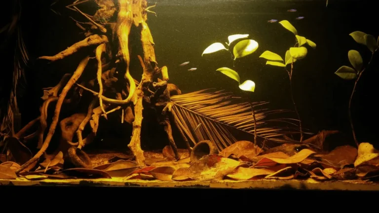 Cách setup bể cá biotop