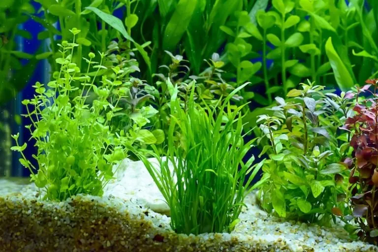 Xử lý cây thủy sinh trước khi trồng
