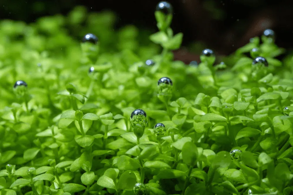 cách tạo CO2 cho bể thủy sinh