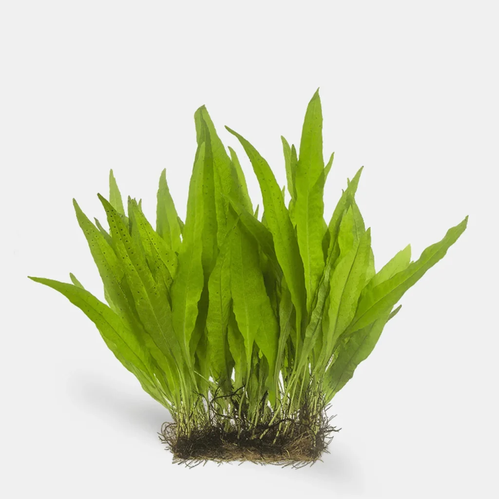 Dương xỉ java