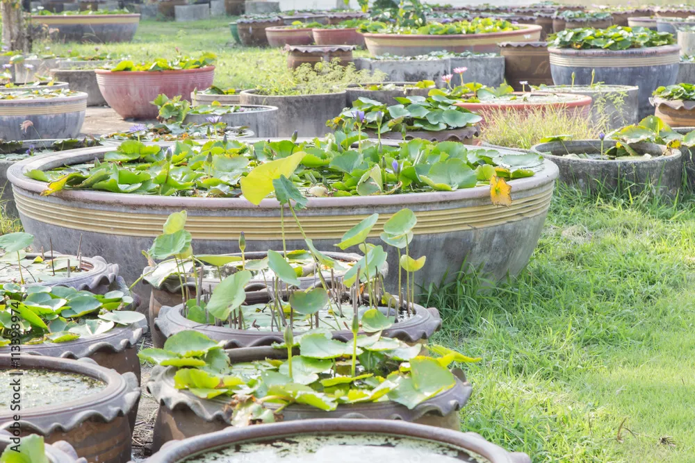 Cá cảnh nuôi chậu sen