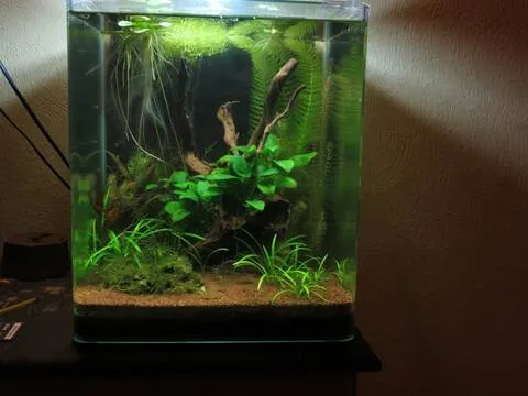 Cách setup bể cá mini