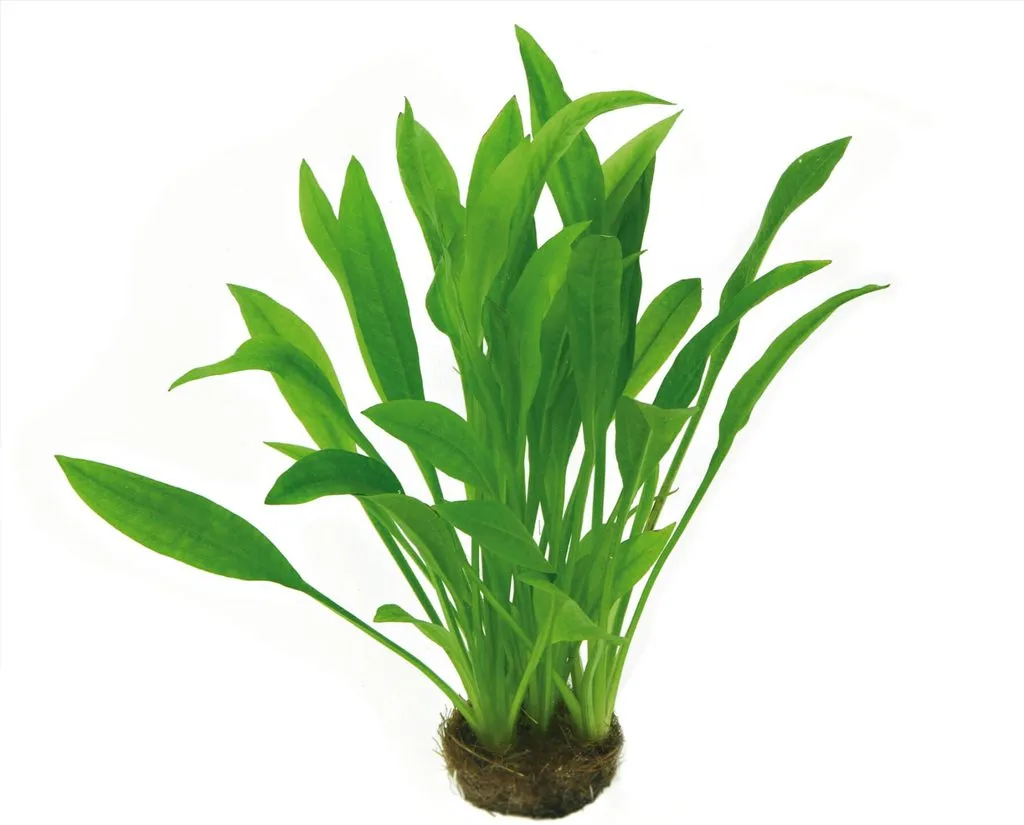 Lan nước thủy sinh