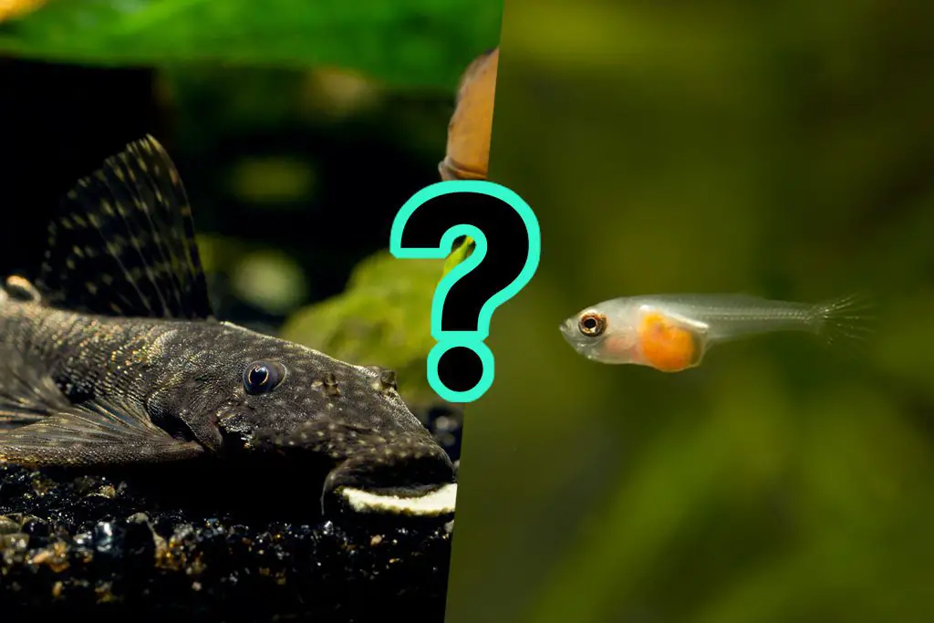 Cá lau kiếng có ăn cá con, tép, ốc không?