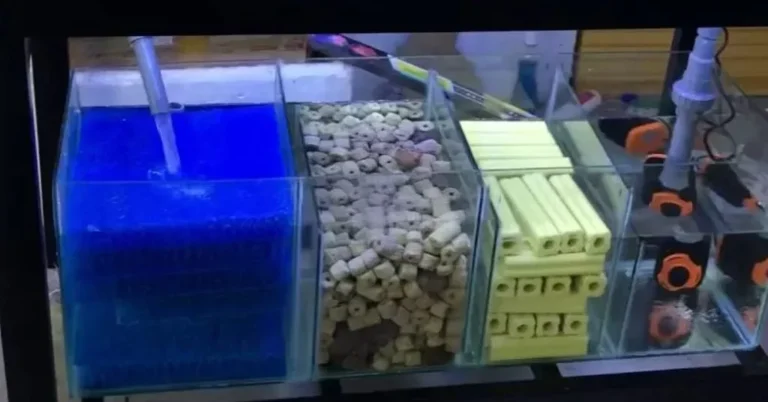 Máy lọc là thiết bị không thể thiếu trong tất cả mọi bể thủy sinh. Để chúng có thể hoạt động hiệu quả thì việc hiểu về vật liệu lọc và cách sắp xếp chúng là tương đối quan trọng. Vậy bạn nên sắp xếp vật liệu lọc như thế nào?