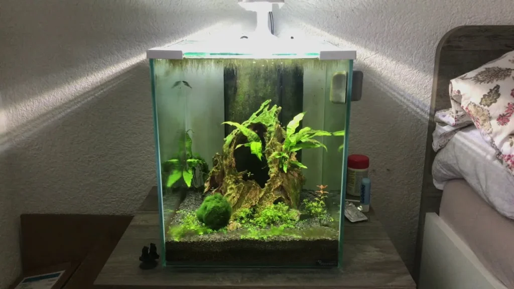 Cách setup bể cá mini