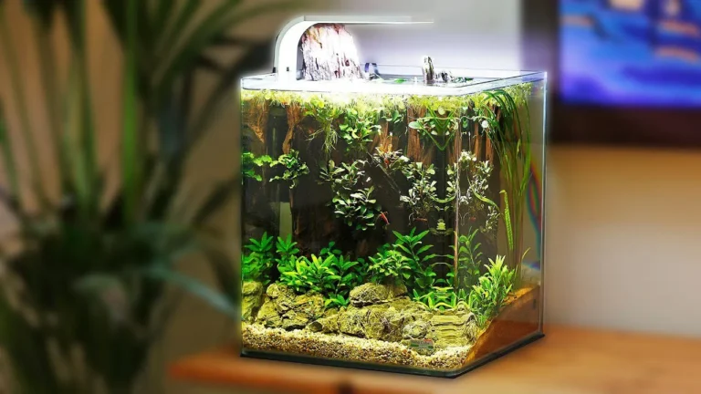 Cách setup bể cá mini