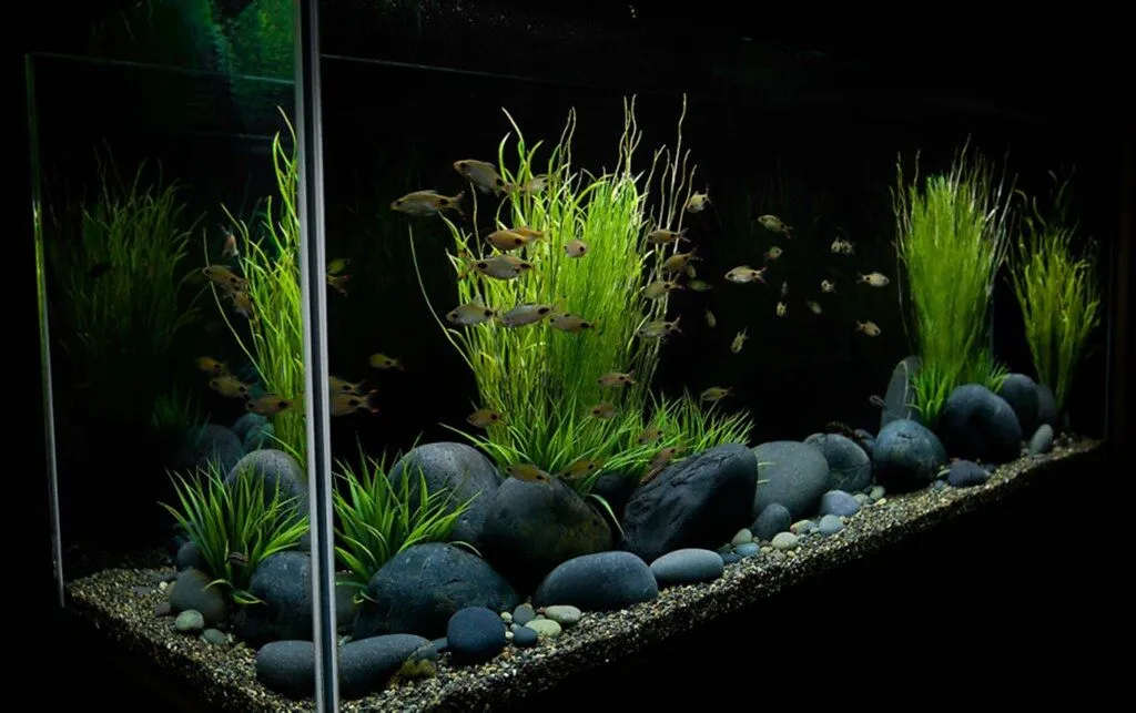 setup bể thủy sinh phong cách đá cuội