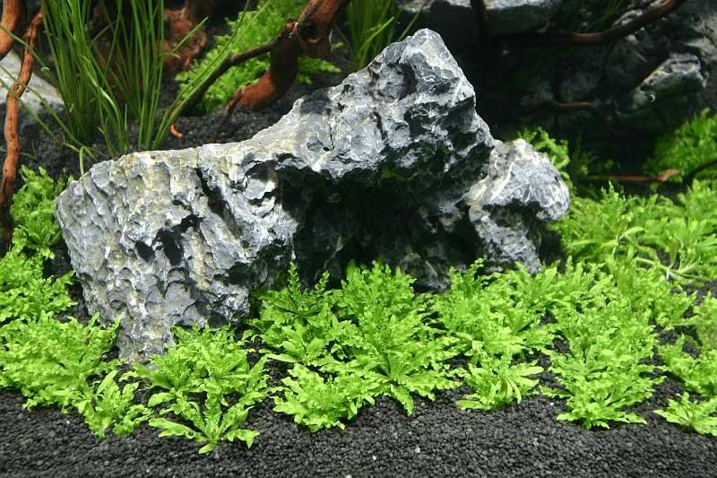 Cây thủy sinh cần CO2