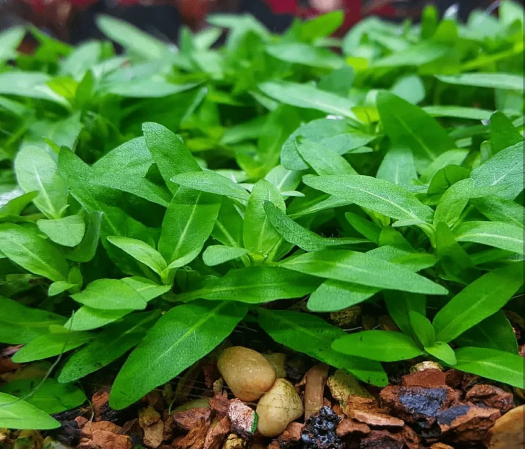 Cây thủy sinh cần CO2
