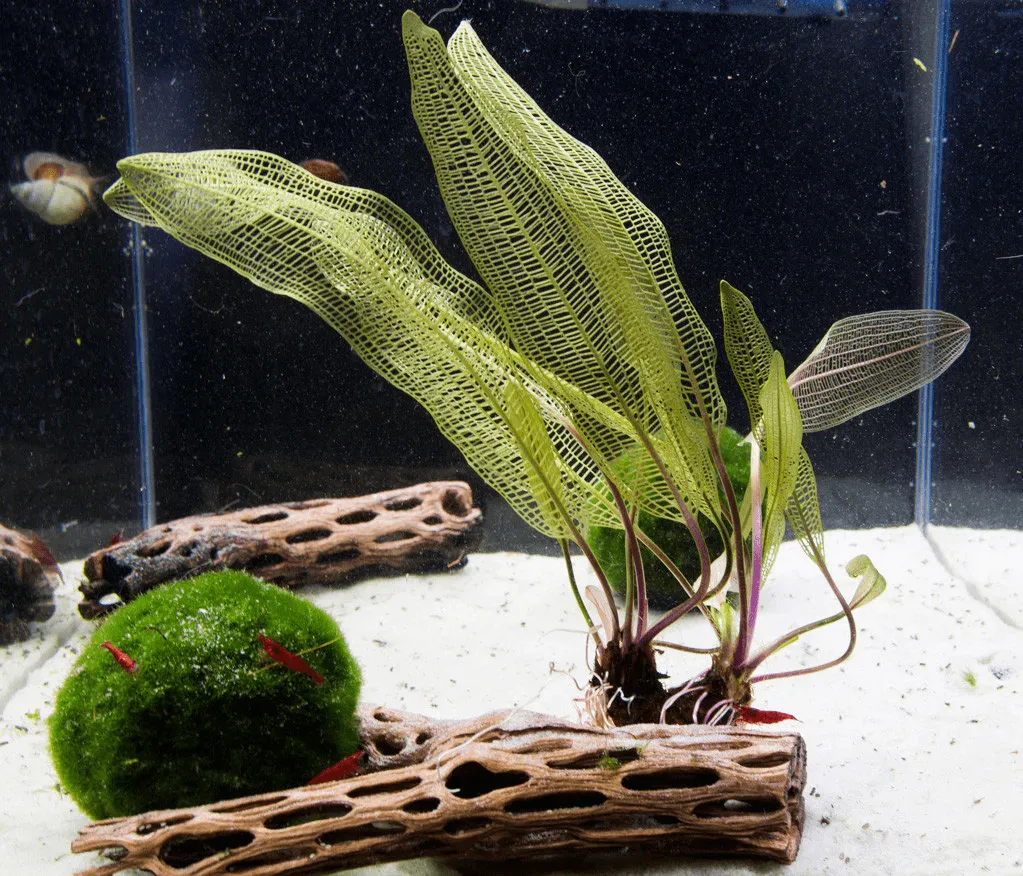 Cây thủy sinh cần CO2