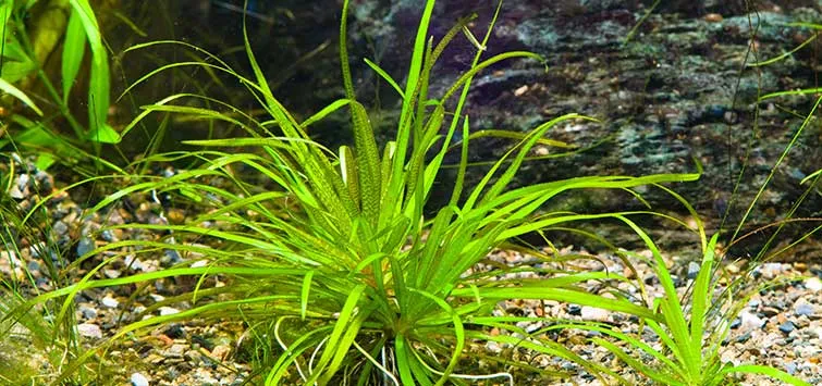 Cây thủy sinh cần CO2