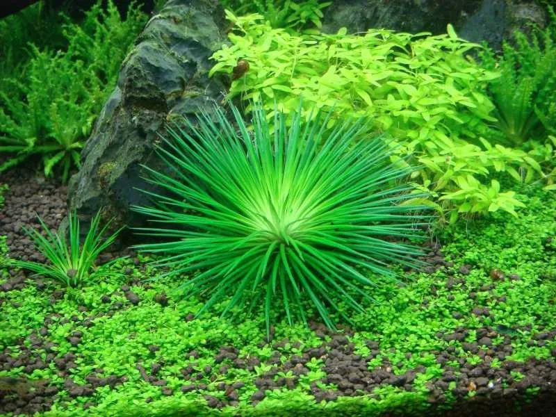 Cây thủy sinh cần CO2