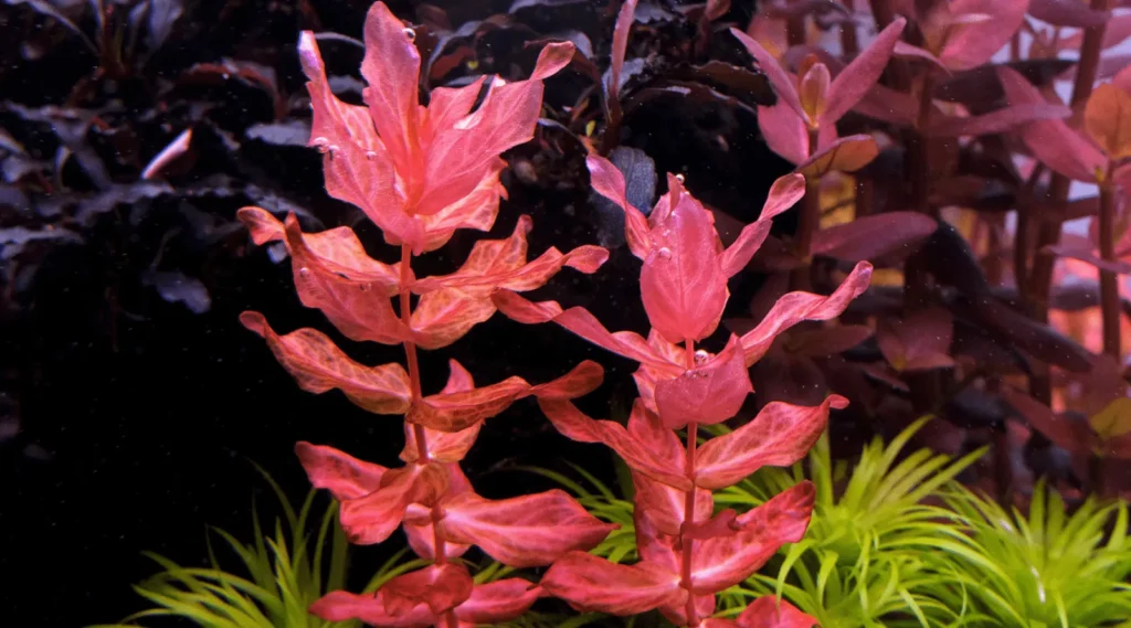 Cây thủy sinh cần CO2