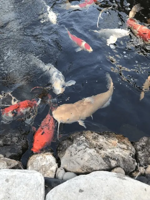 Cá koi nuôi chung với cá gì