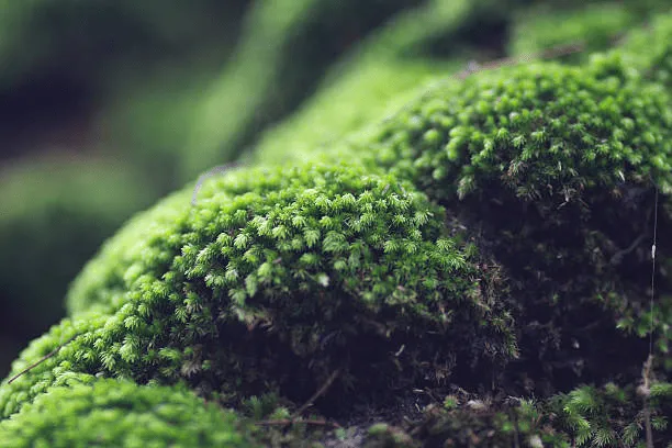 Rêu thủy sinh bị vàng, đen lá