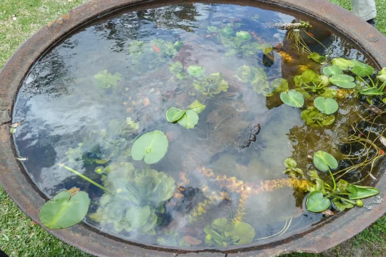 Cách nuôi cá ngoài trời không sử dụng lọc