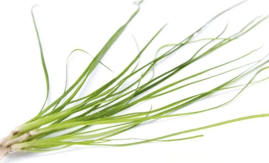 Hẹ nước thủy sinh