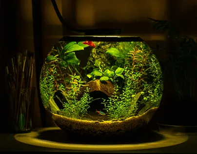 Cách nuôi cá trong bình thủy tinh nhỏ