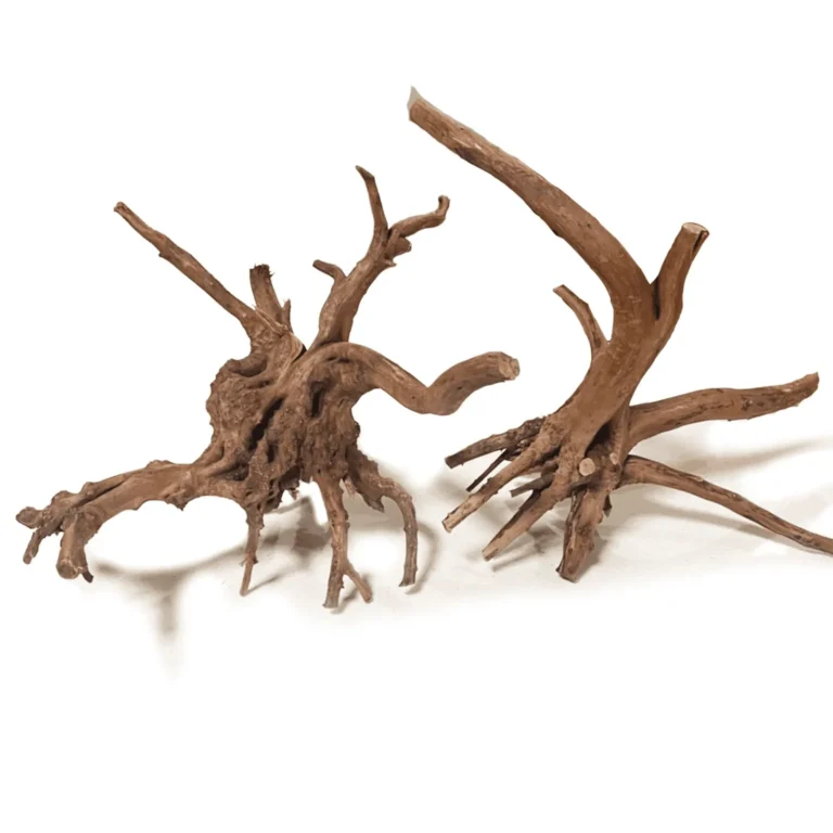 lũa thủy sinh tìm ở đâu?